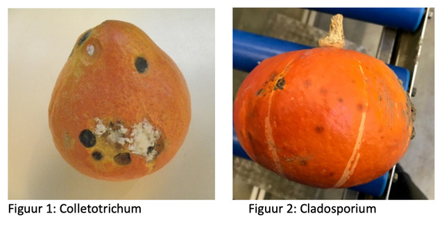 Colletotrichum & Cladosporium