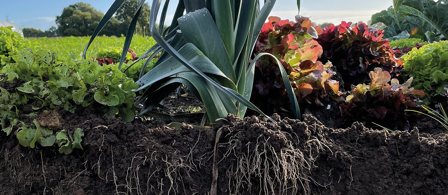 crop cultivation leek