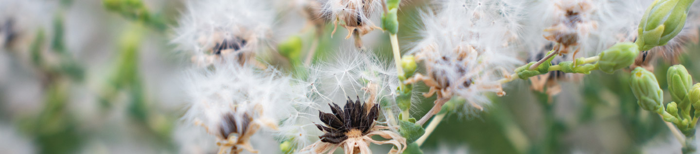 Biologische sla zaden aan de plant, macro fotografie